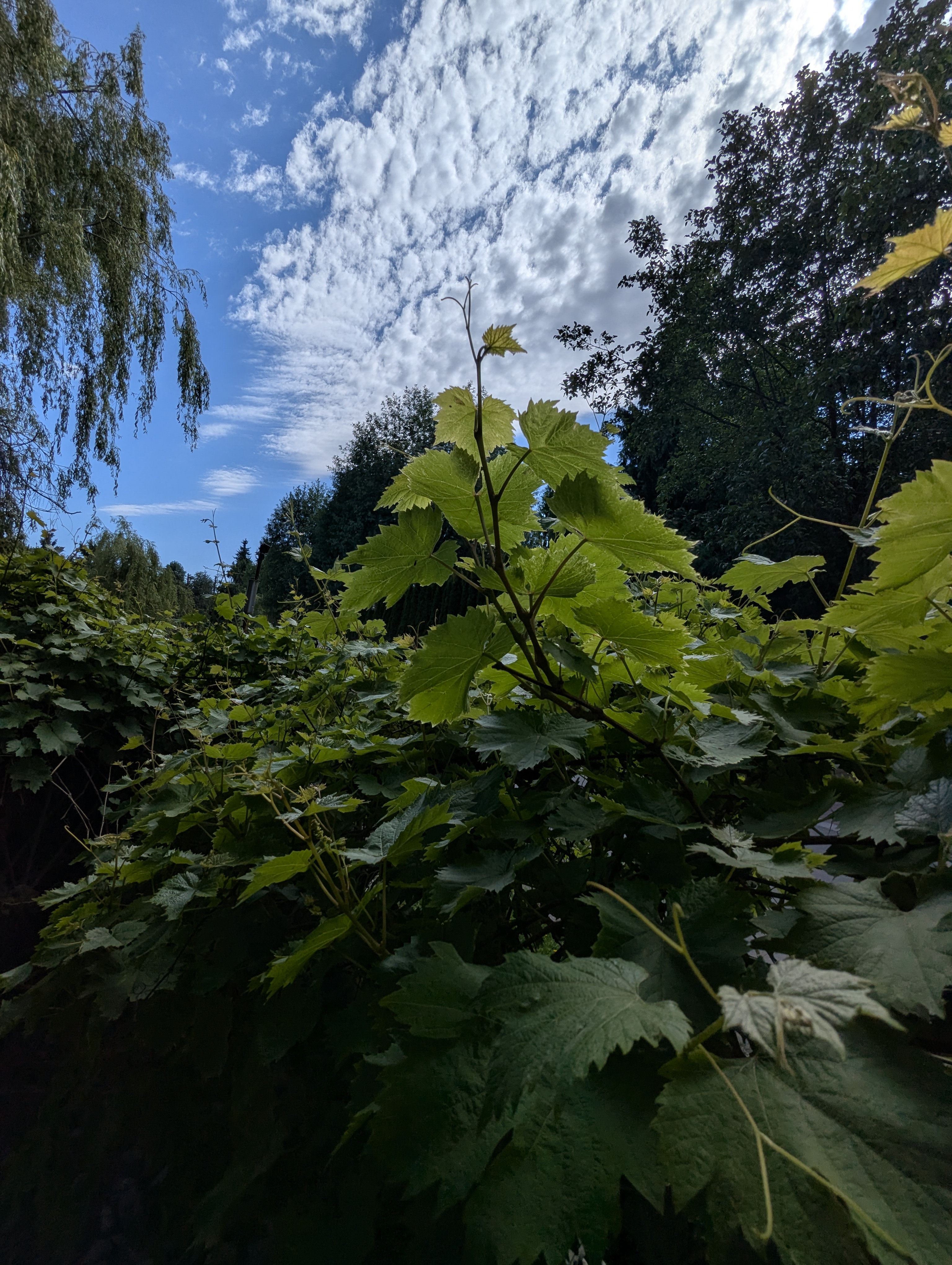 Birthday Trip to Canada, Country Vines Winery, Richmond, British Columbia